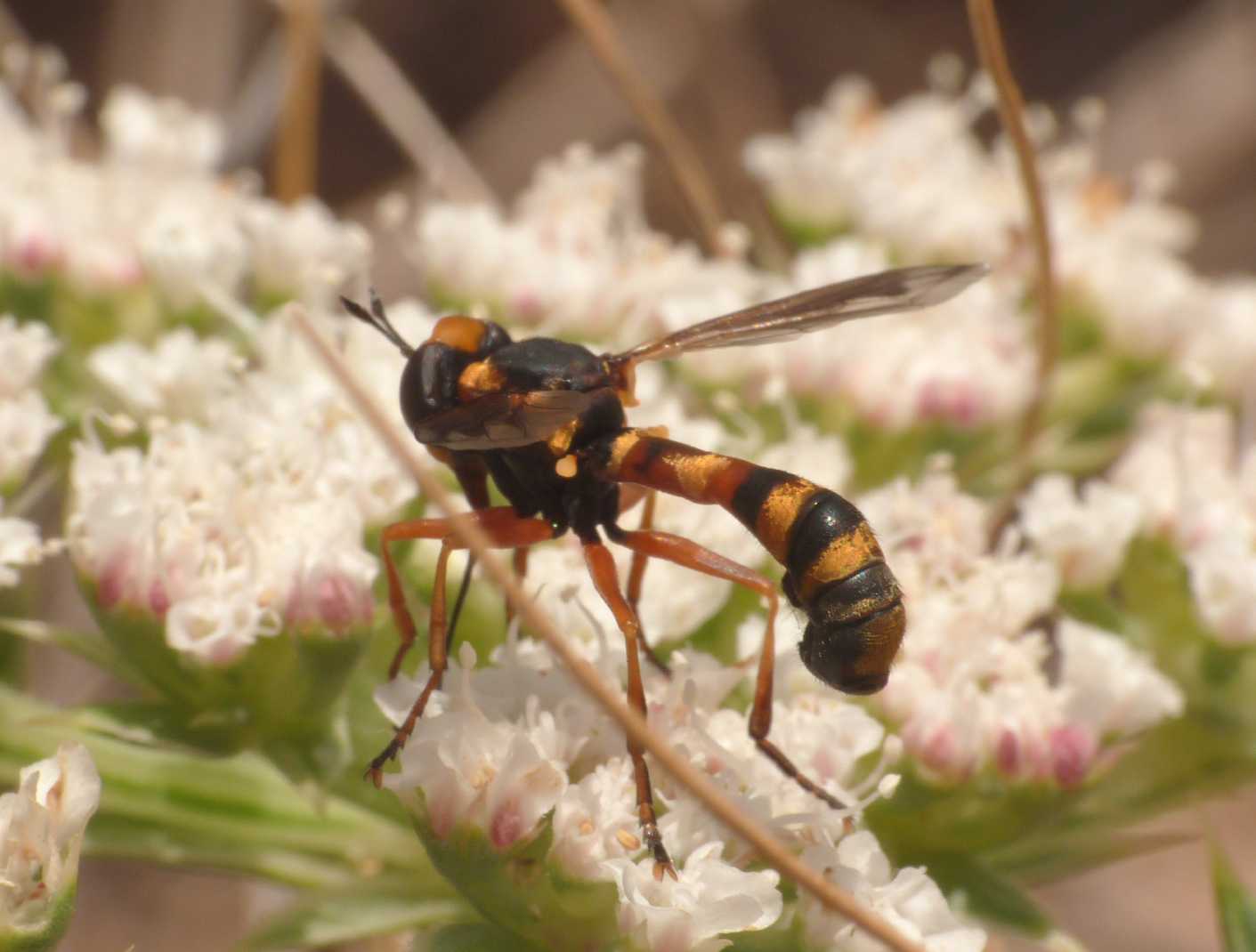 Physocephala?